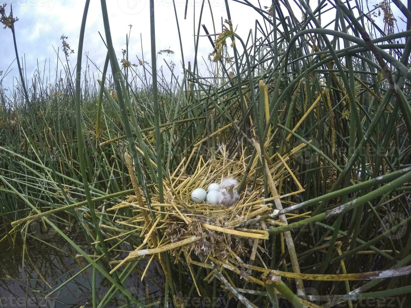 Cattle Egret, Bubulcus ibis, nesting, La Pampa Province, Patagonia, Argentina photo