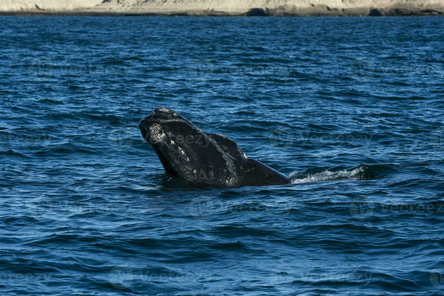 Sohutern right whale whale breathing, Peninsula Valdes, Patagonia,Argentina photo