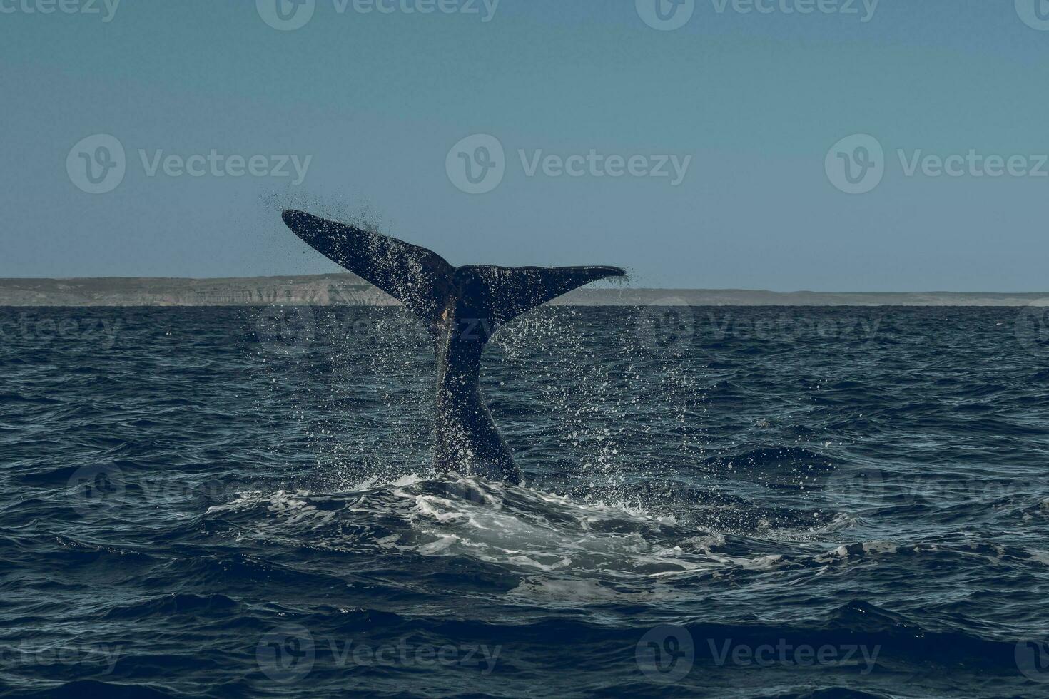 Sohutern right whale tail, endangered species, Patagonia,Argentina photo