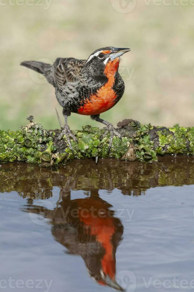 largo cola alondra, encaramado en pampa pradera ambiente, la pampa provincia, Patagonia, argentina. foto