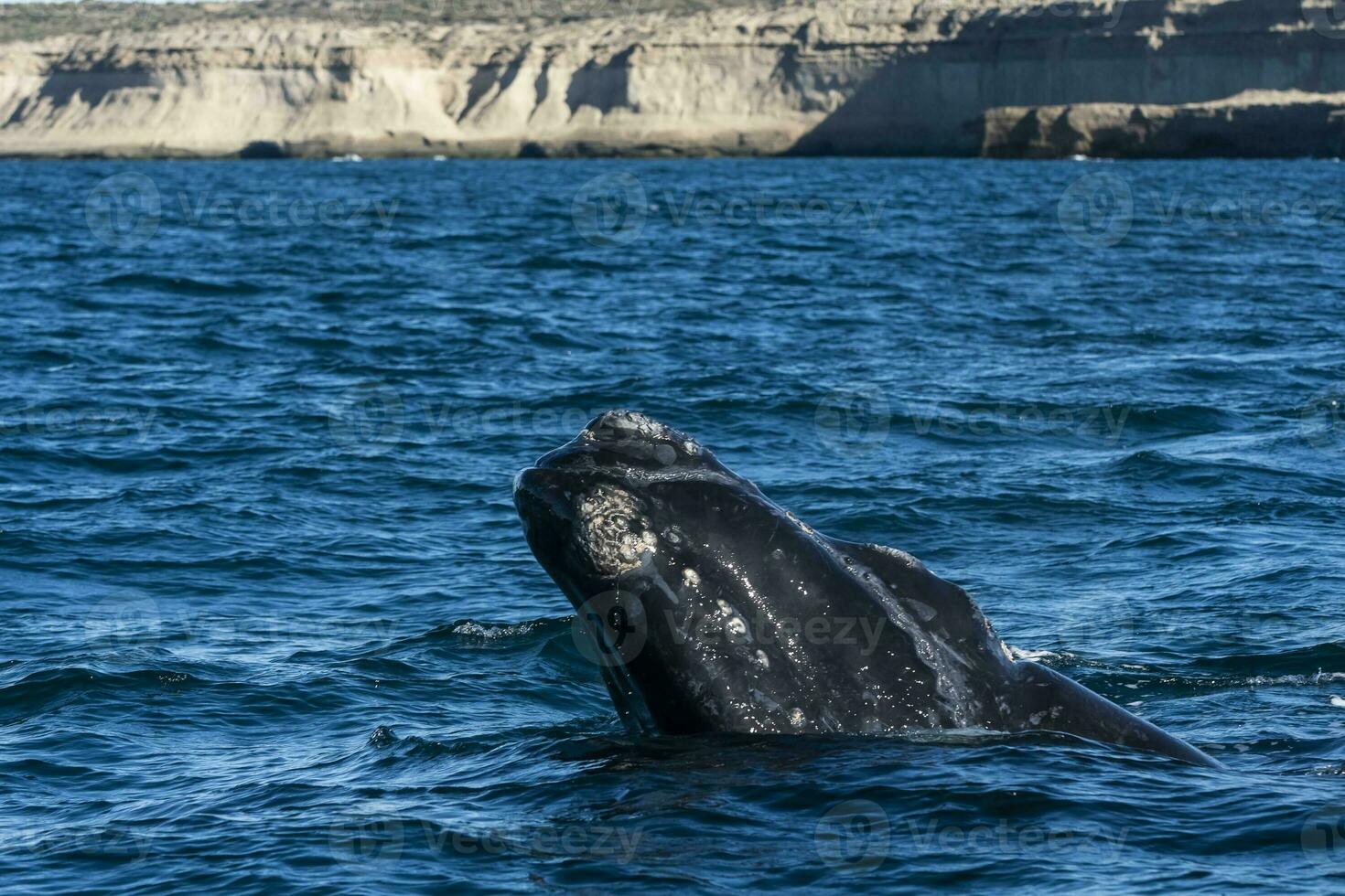 Sohutern right whale whale breathing, Peninsula Valdes, Patagonia,Argentina photo