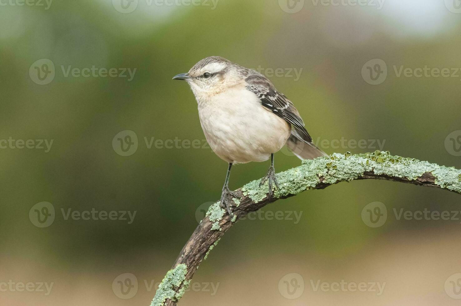 White banded mokingbird in Calden Forest environment, Patagonia forest, Argentina. photo