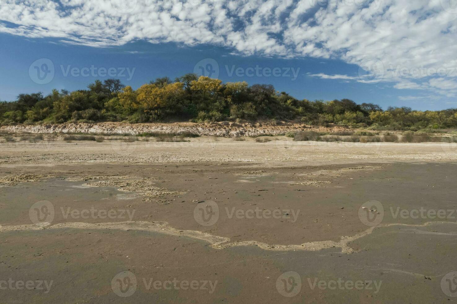 Chanar tree in Calden forest, bloomed in spring, La Pampa, Argentina photo