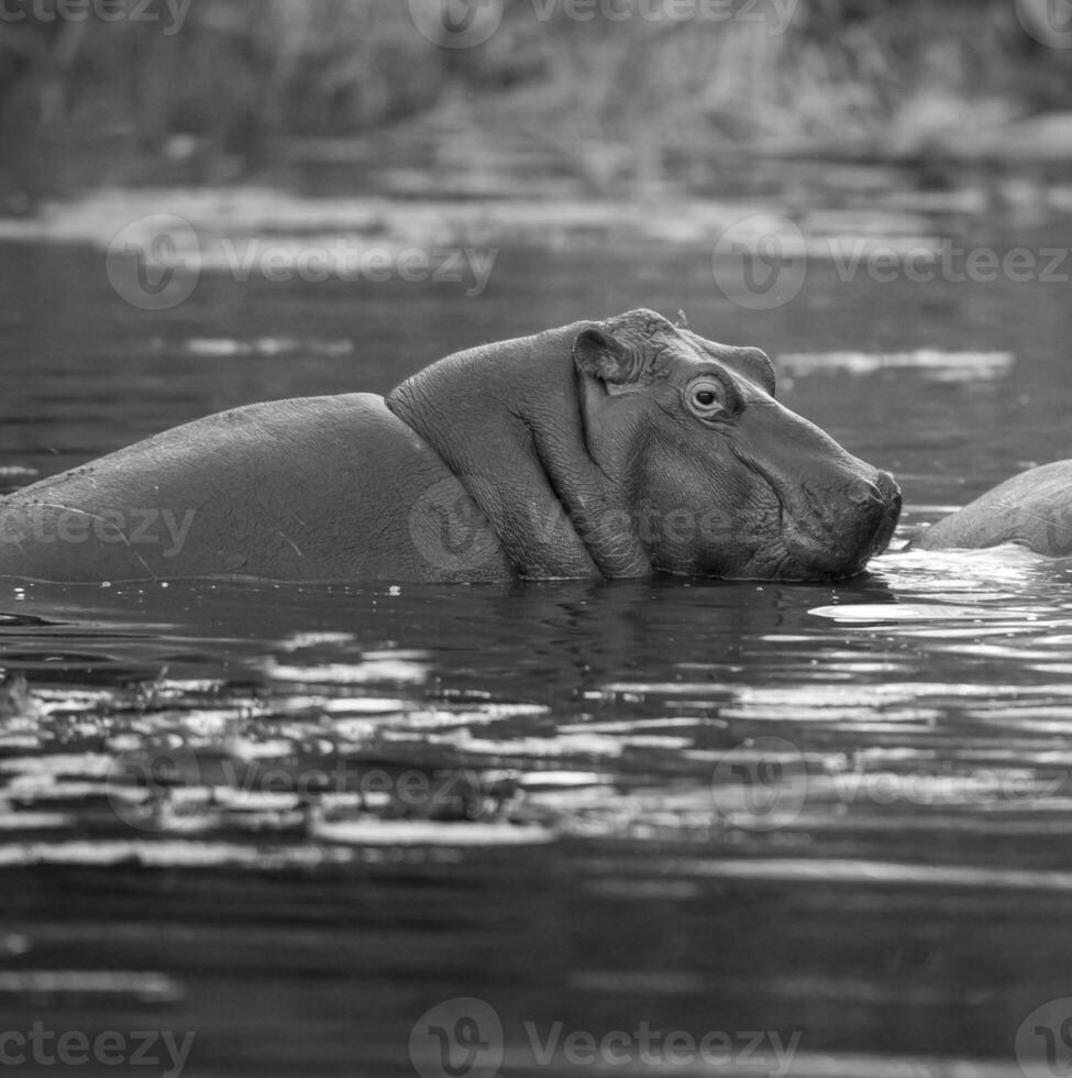 HIPPOPOTAMUS AMPHIBIUS in waterhole, Kruger National park,South Africa photo