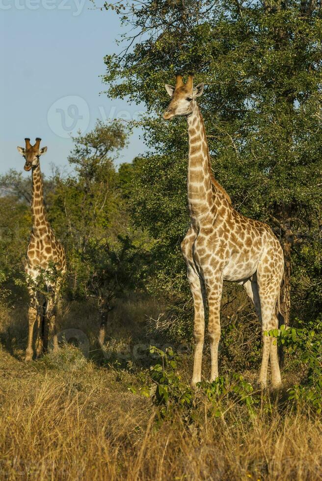 Giraffa, Kruger National Park, South Africa photo