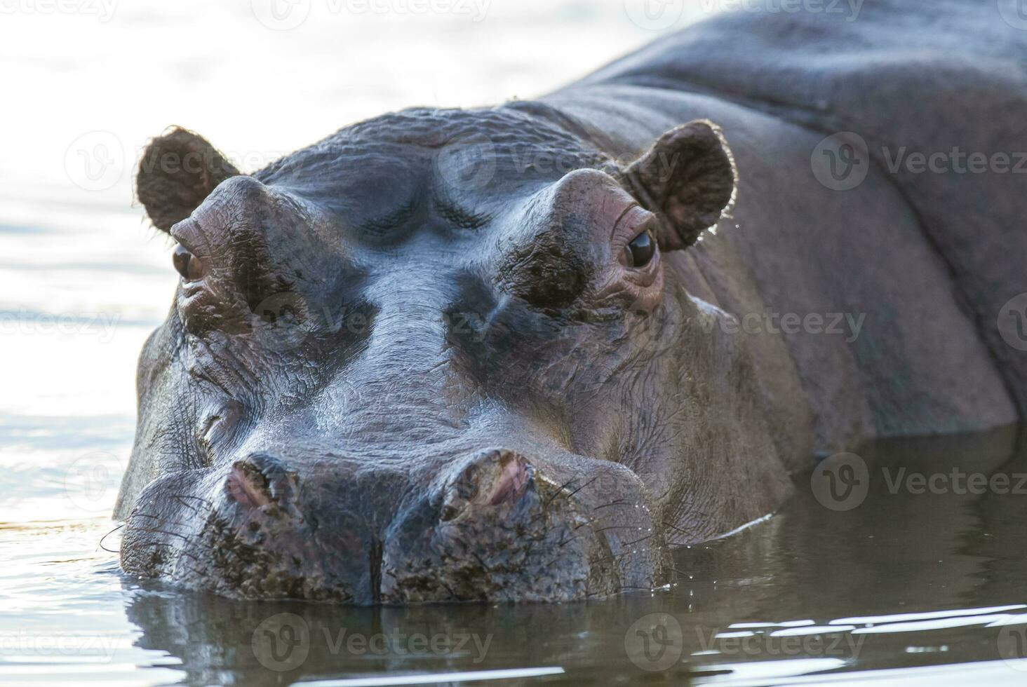 hipopótamo anfibio en pozo de agua, kruger nacional parque, sur África foto