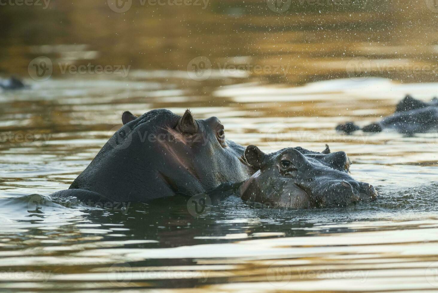 HIPPOPOTAMUS AMPHIBIUS in waterhole, Kruger National park,South Africa photo