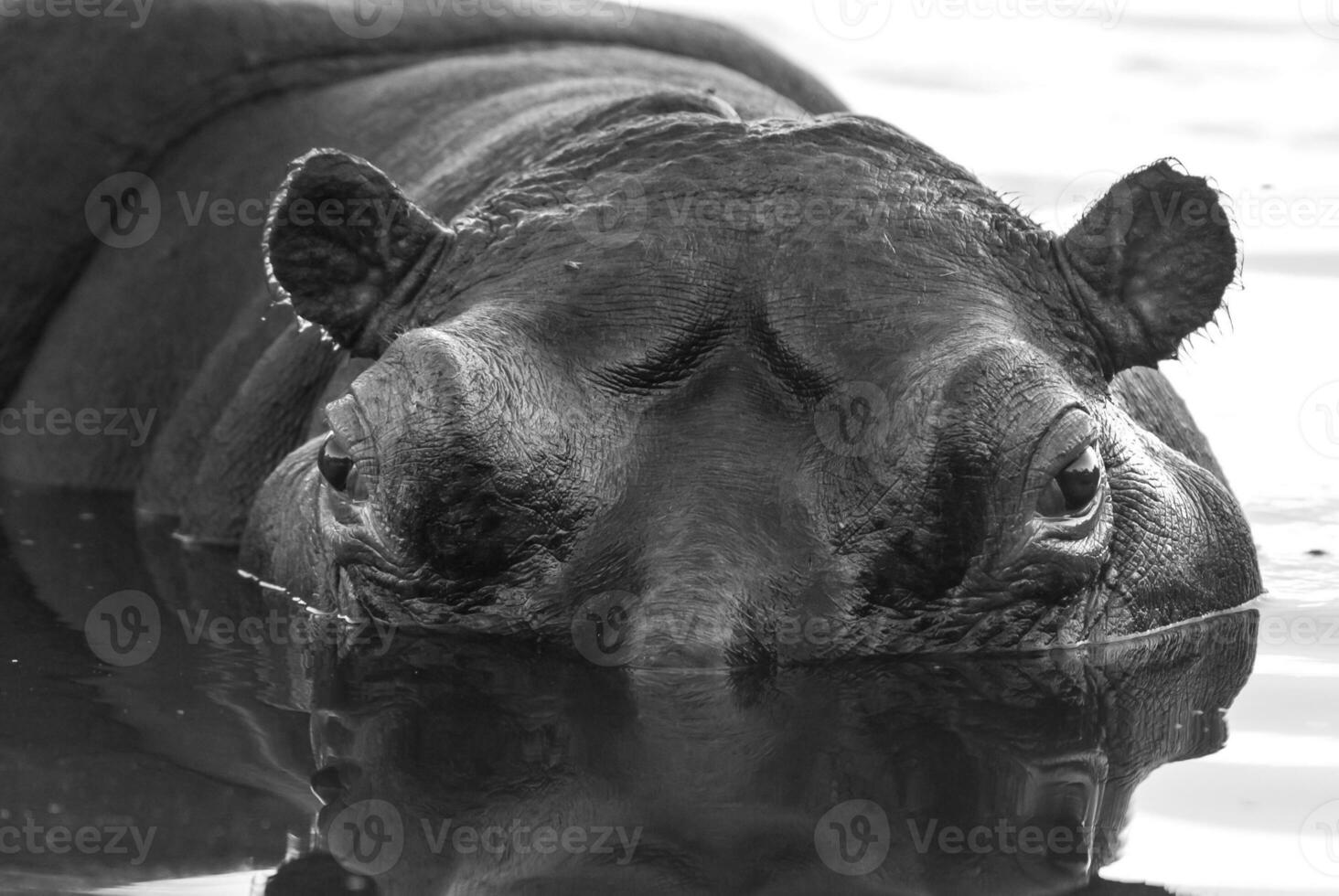 hipopótamo anfibio en pozo de agua, kruger nacional parque, sur África foto