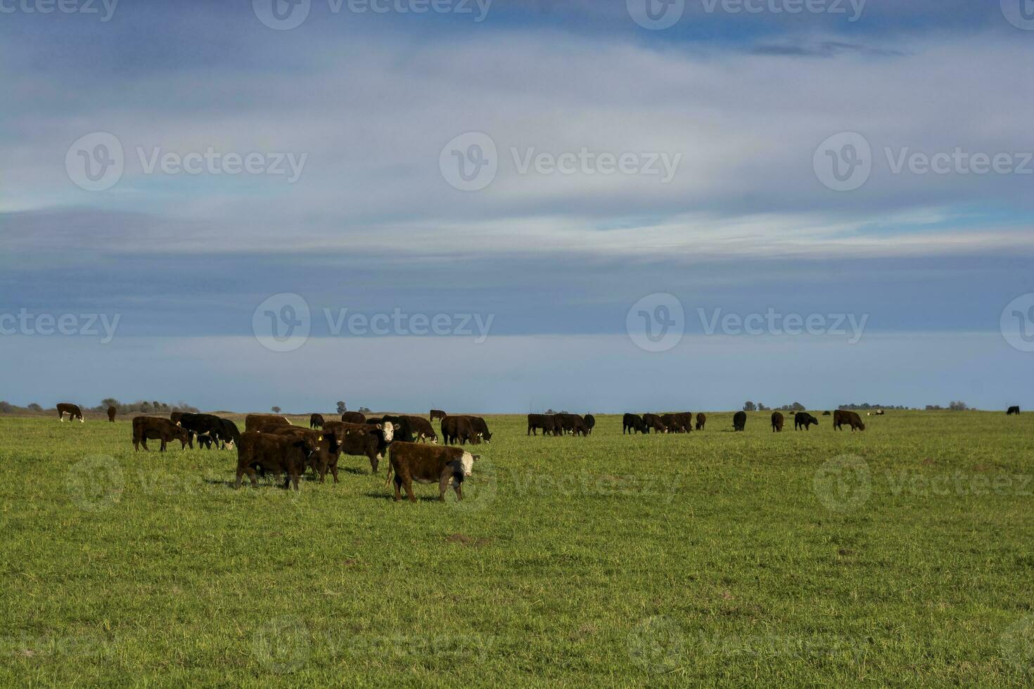 Cows grazing in the field, in the Pampas plain, Argentina photo