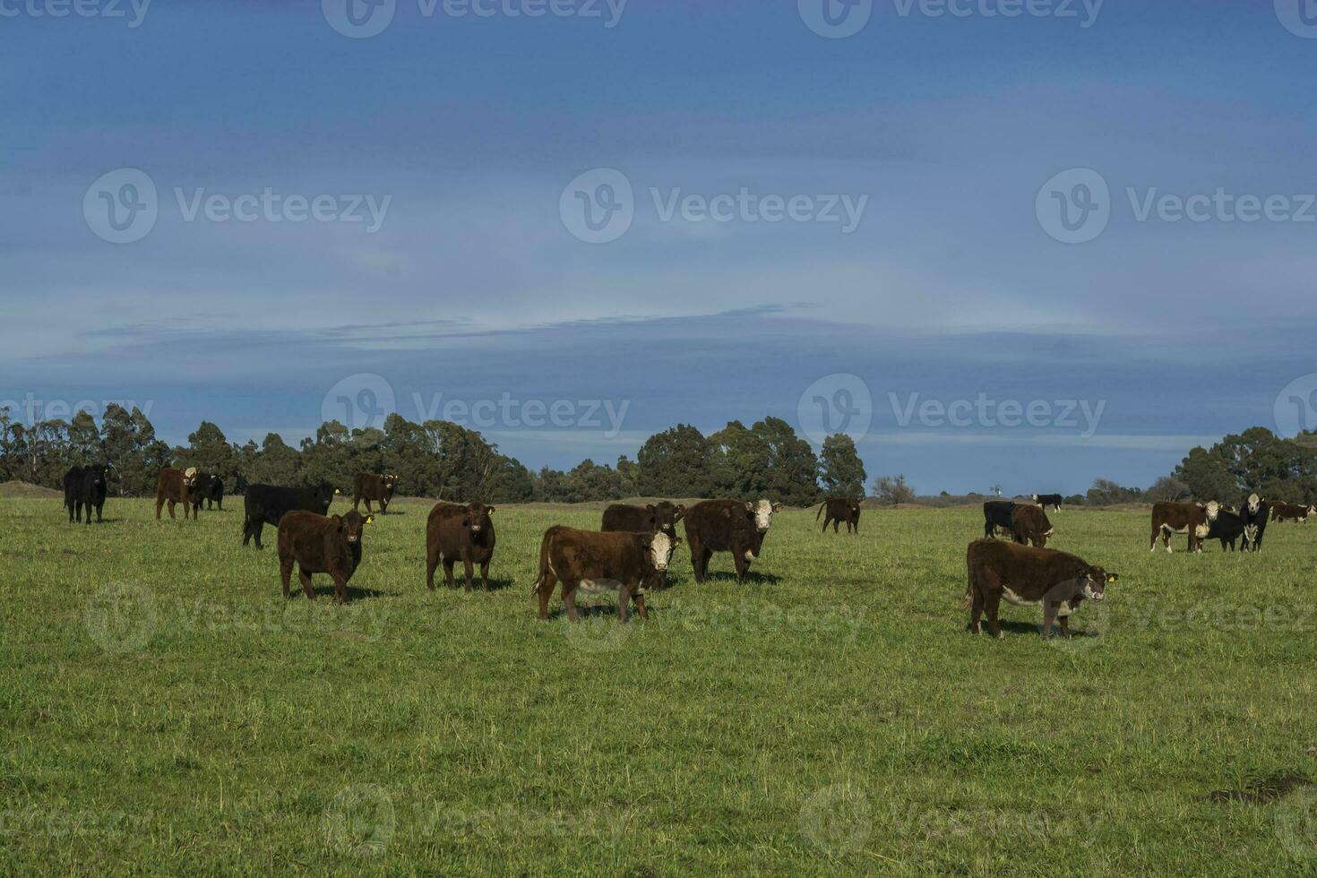 Livestock Animals grazing in the field, in the Pampas plain, Argentina photo