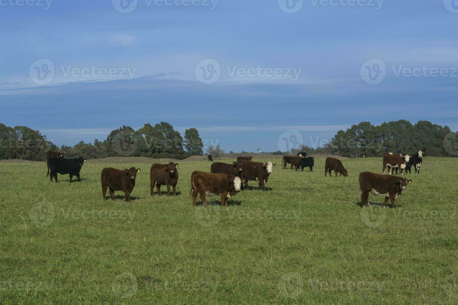 Cows grazing in the field, in the Pampas plain, Argentina photo