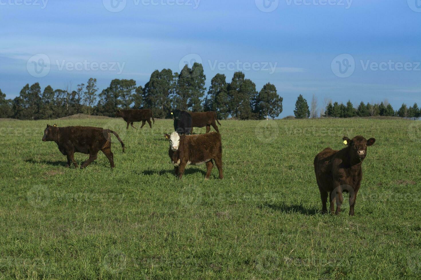 ganado animales pasto en el campo, en el pampa plano, argentina foto