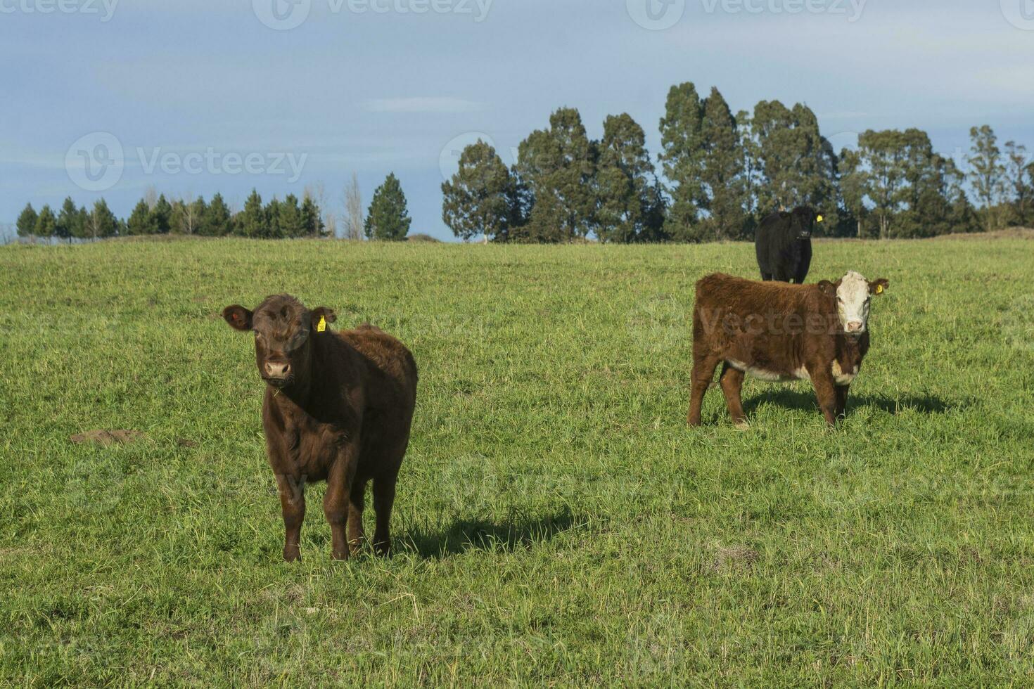 Livestock Animals grazing in the field, in the Pampas plain, Argentina photo