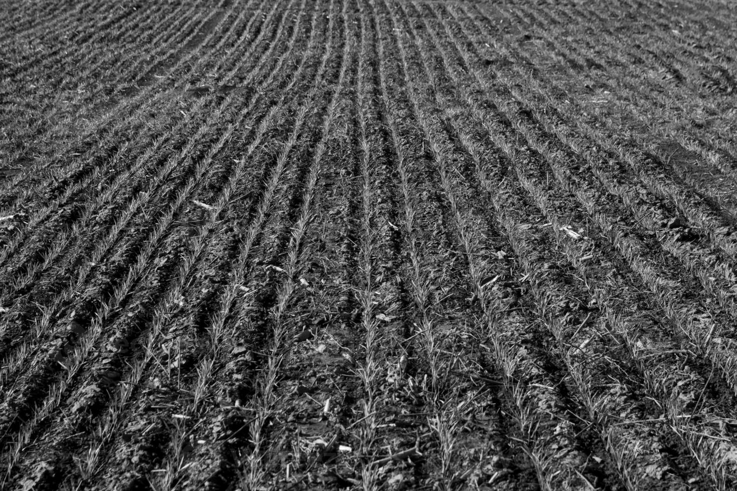 Furrows in a cultivated field, La Pampa Province , Argentina photo