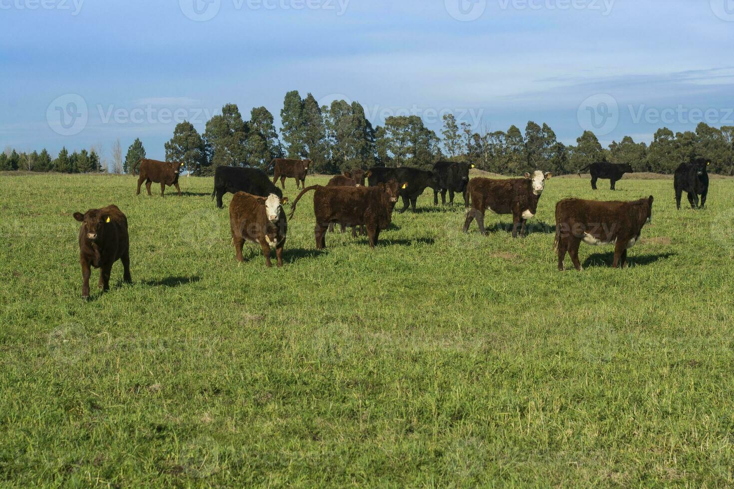 Livestock Animals grazing in the field, in the Pampas plain, Argentina photo