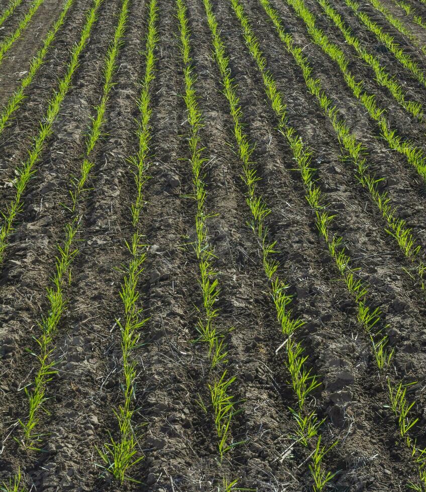 Furrows in a cultivated field, La Pampa Province , Argentina photo