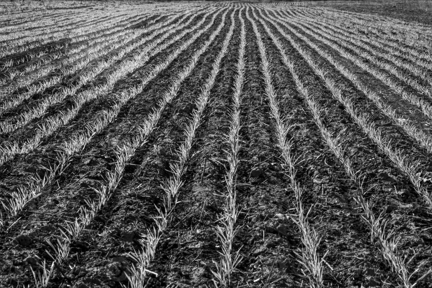 Sowing direct rows, Argentina photo