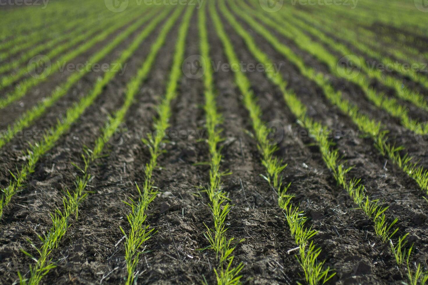 Furrows in a cultivated field, La Pampa Province , Argentina photo