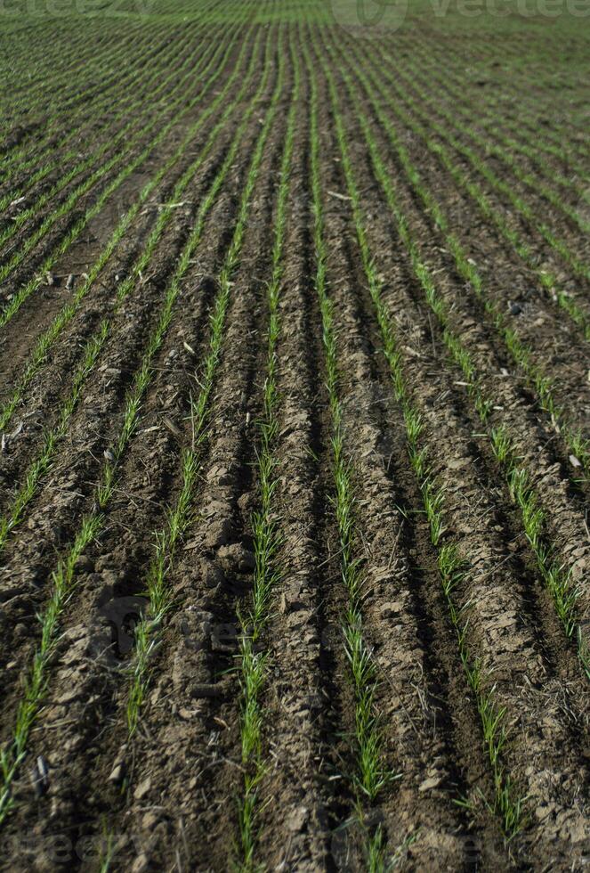 Furrows in a cultivated field, La Pampa Province , Argentina photo