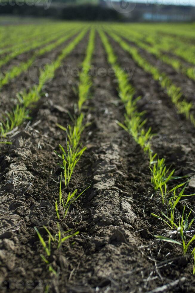 Furrows in a cultivated field, La Pampa Province , Argentina photo