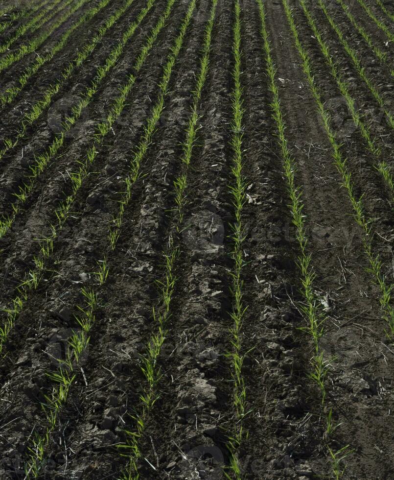 Furrows in a cultivated field, La Pampa Province , Argentina photo