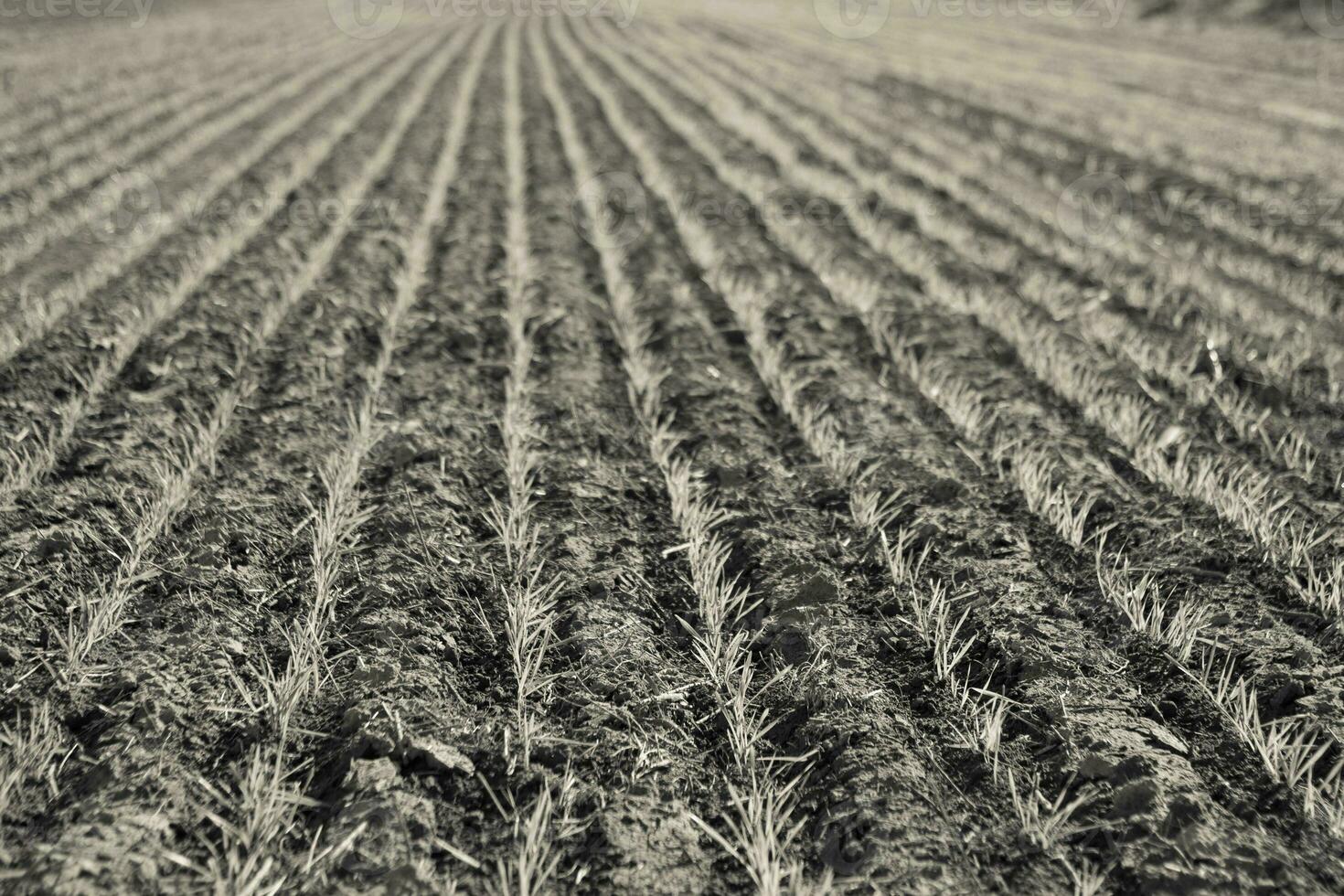 Furrows in a cultivated field, La Pampa Province , Argentina photo