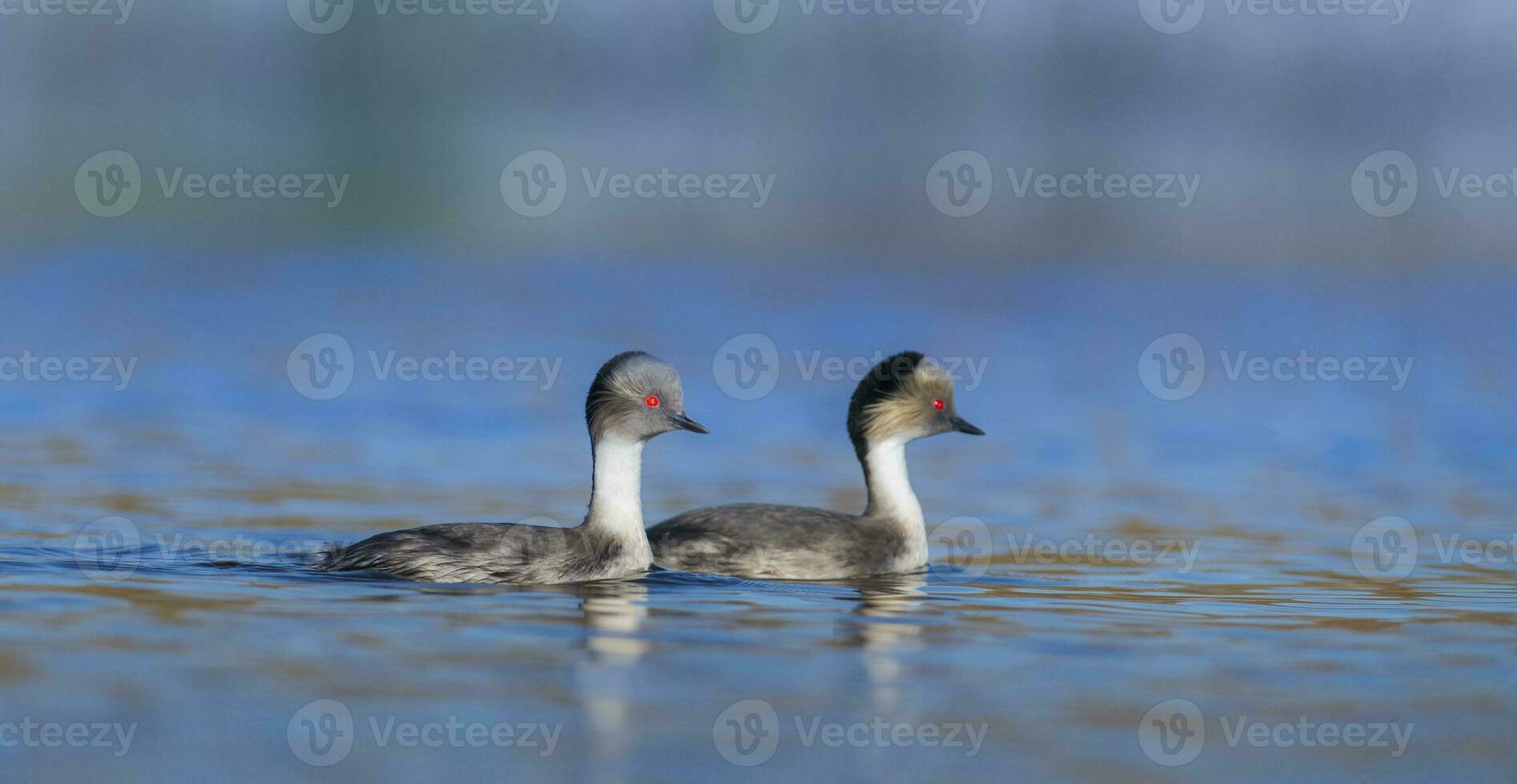 Silvery Grebe in Pampas lagoon environment, Patagonia, Argentina photo