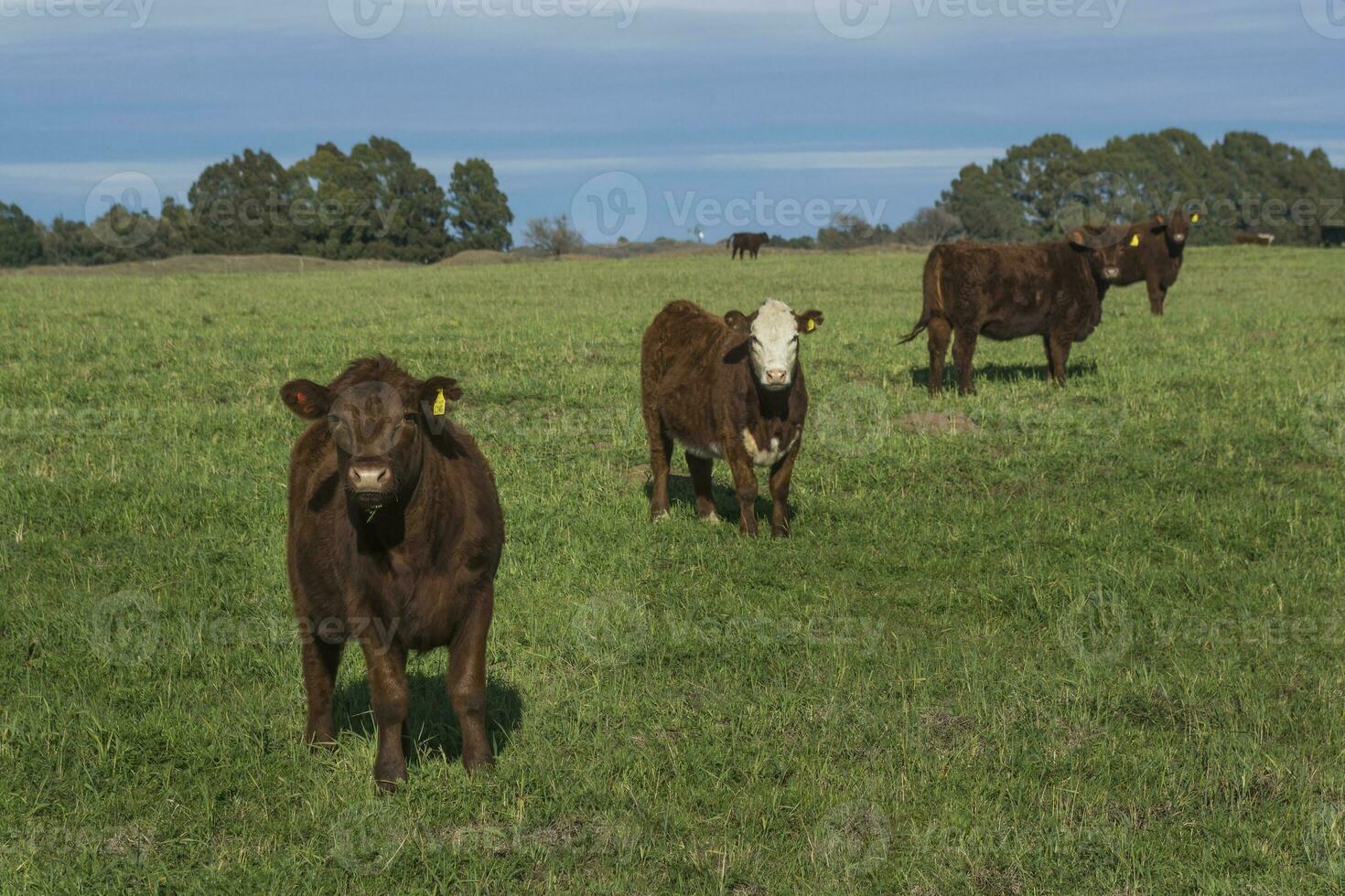 Cows grazing in the field, in the Pampas plain, Argentina photo