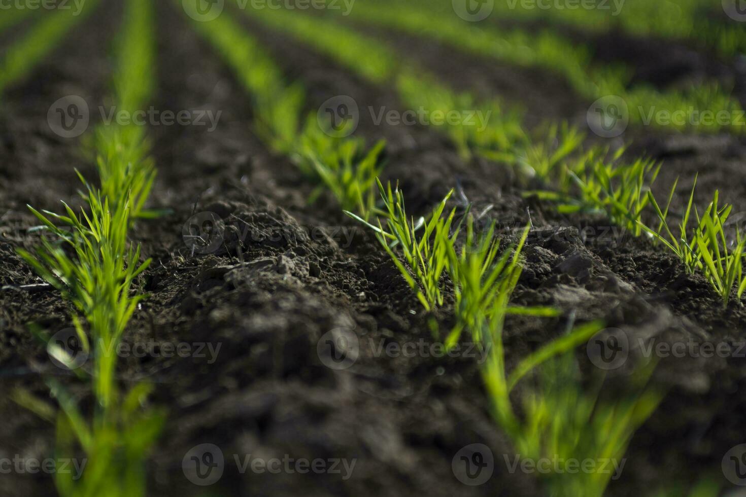 surcos en un cultivado campo, la pampa provincia , argentina foto