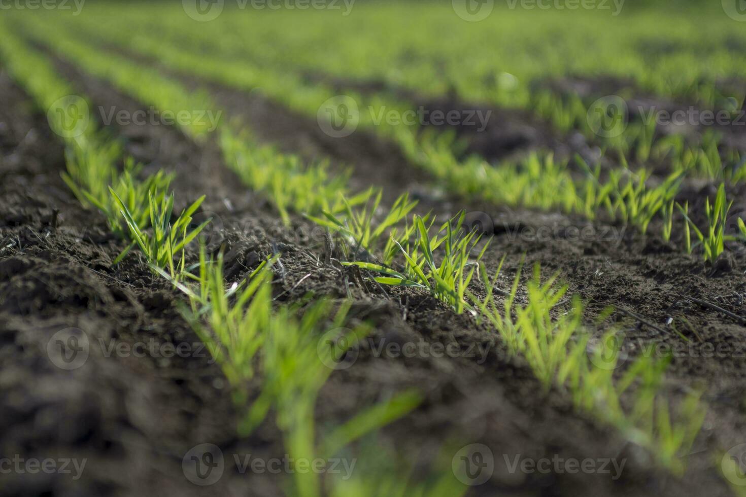 Furrows in a cultivated field, La Pampa Province , Argentina photo