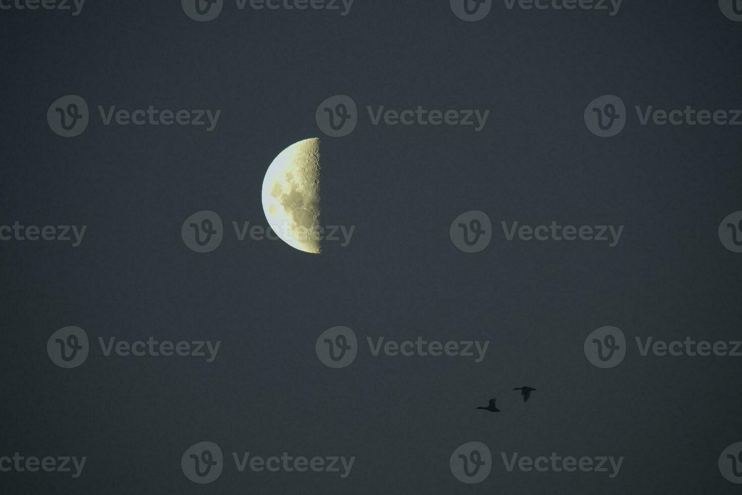 Birds and moon landscape photo