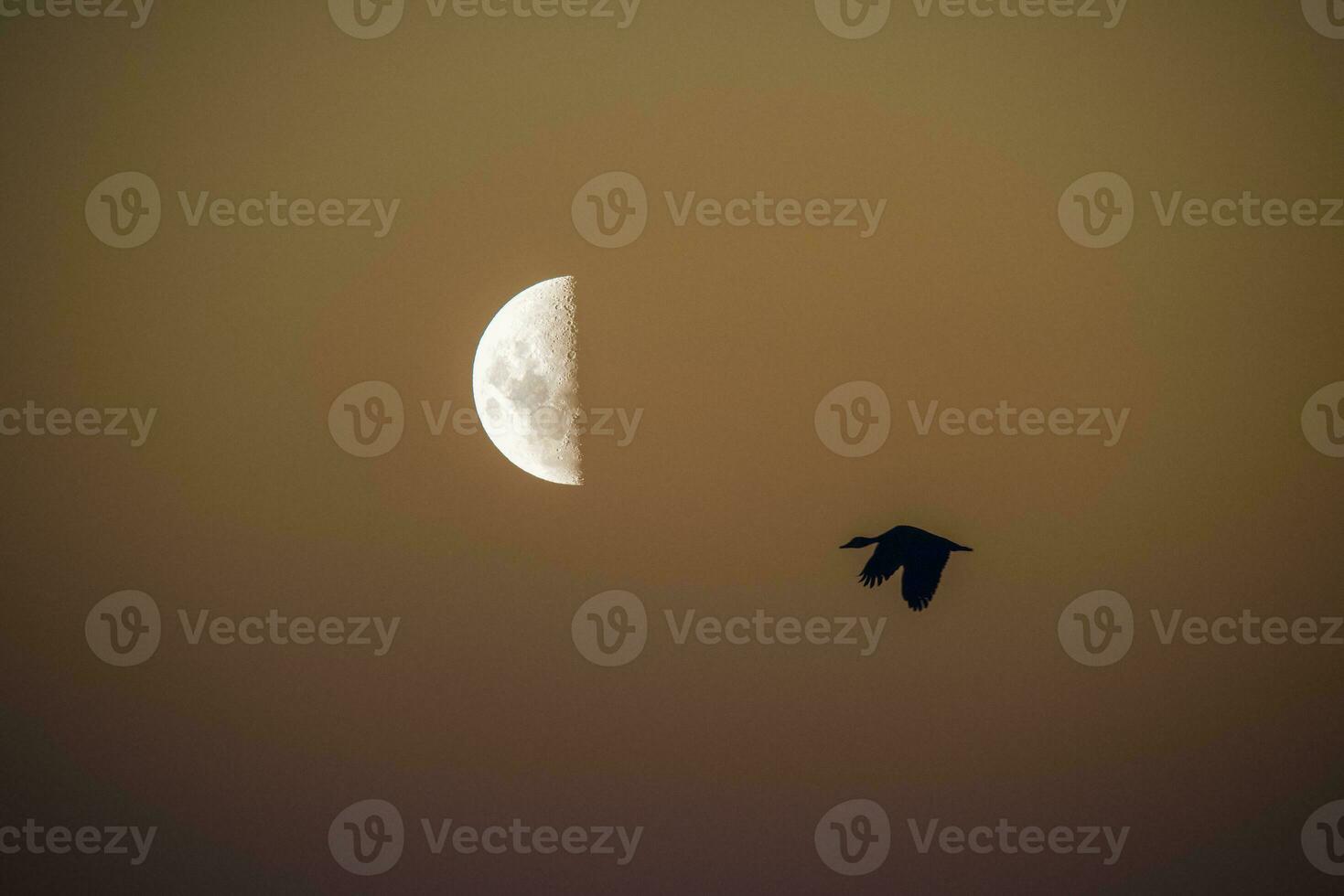Birds and moon landscape photo