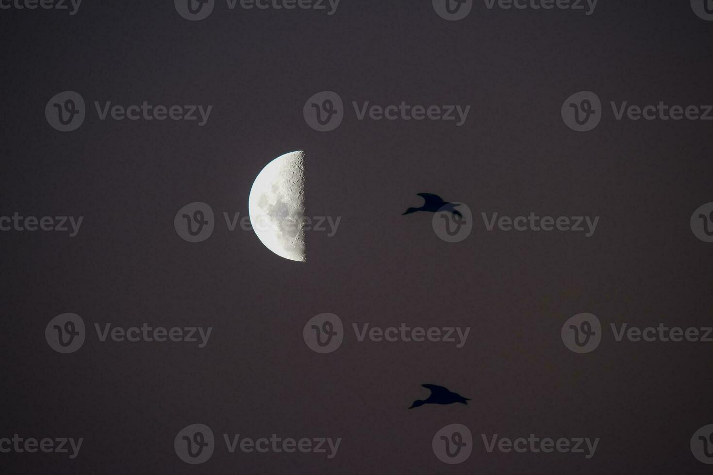 Birds and moon landscape photo