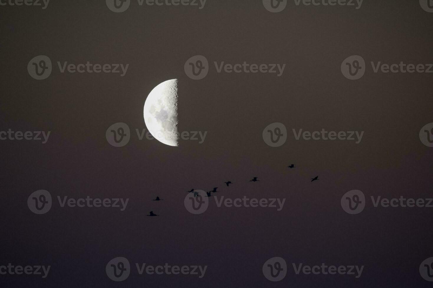 Birds and moon landscape photo