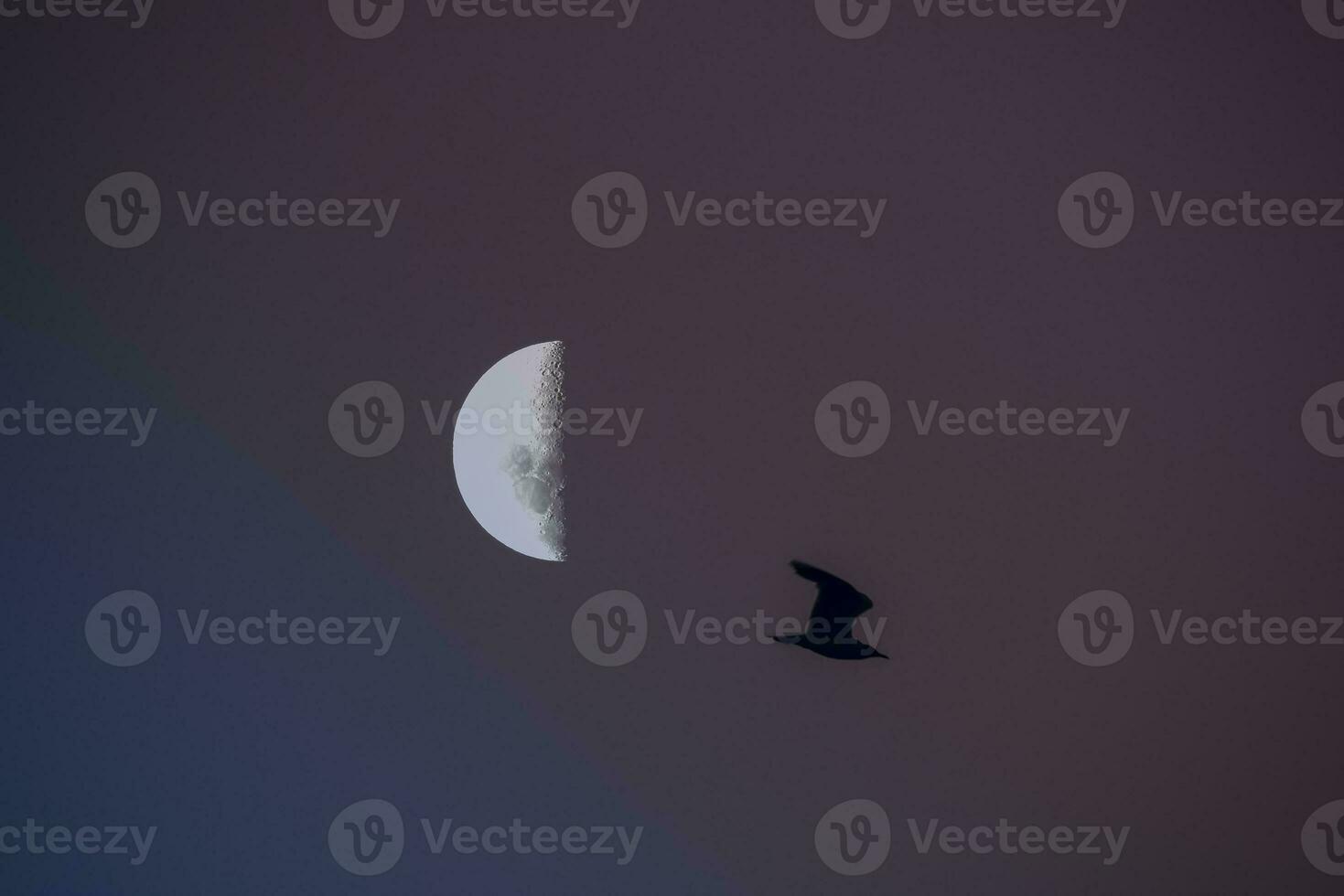 Birds and moon landscape photo