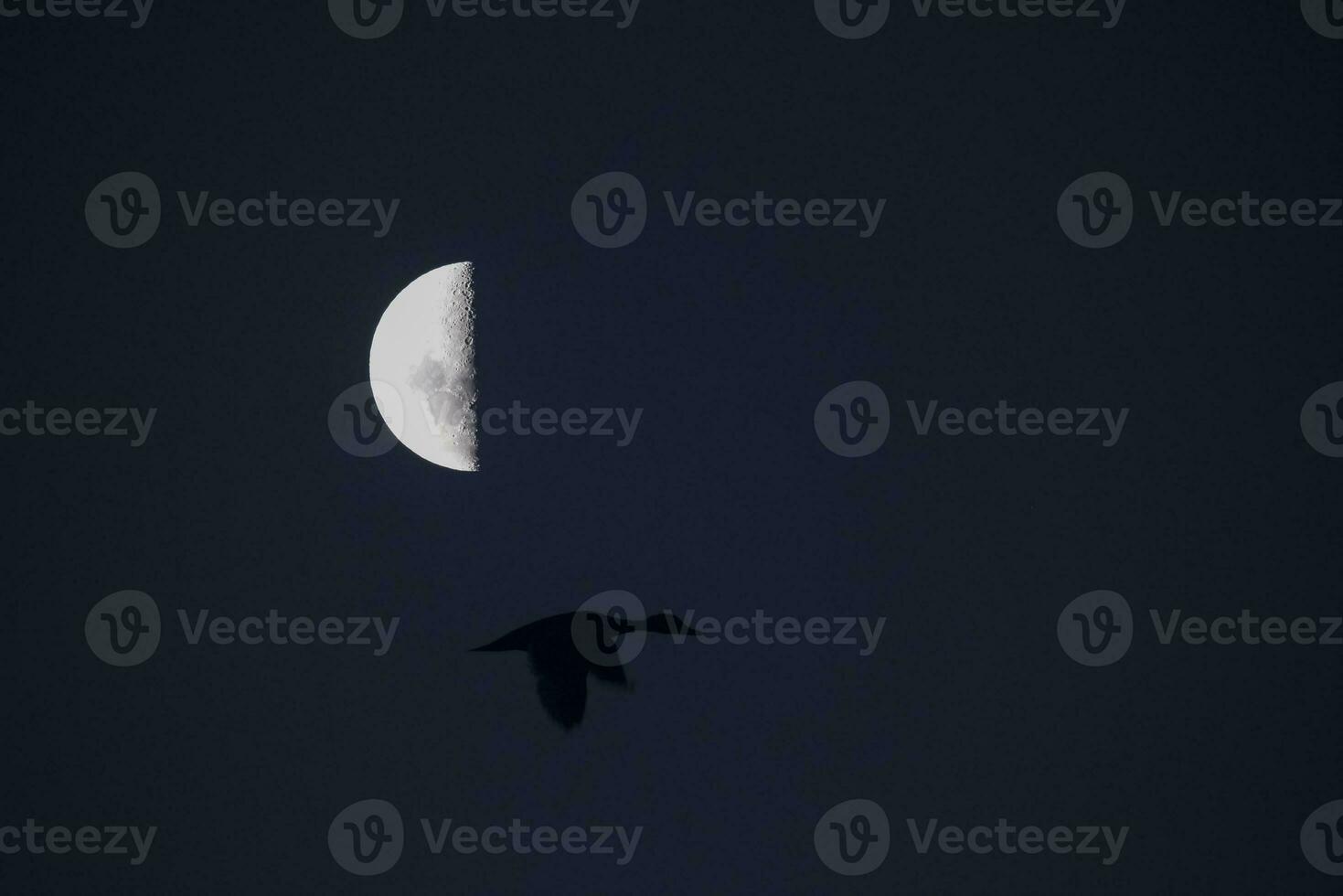 Birds and moon landscape photo