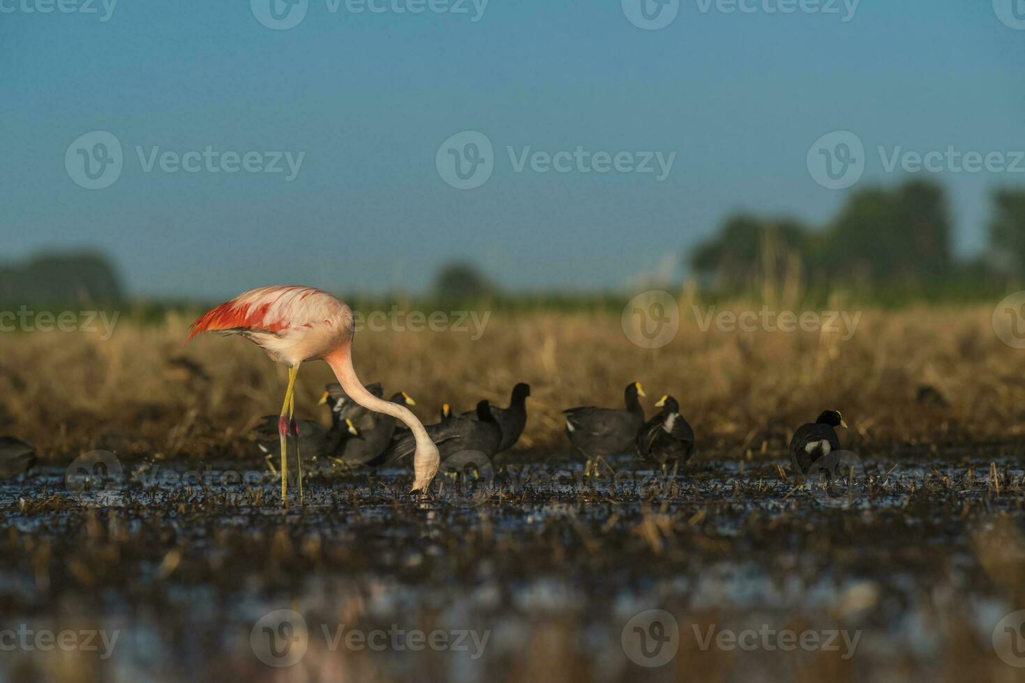 Flamingos in Pampas Lagoon Environment, La Pampa,  Patagonia Argentina photo