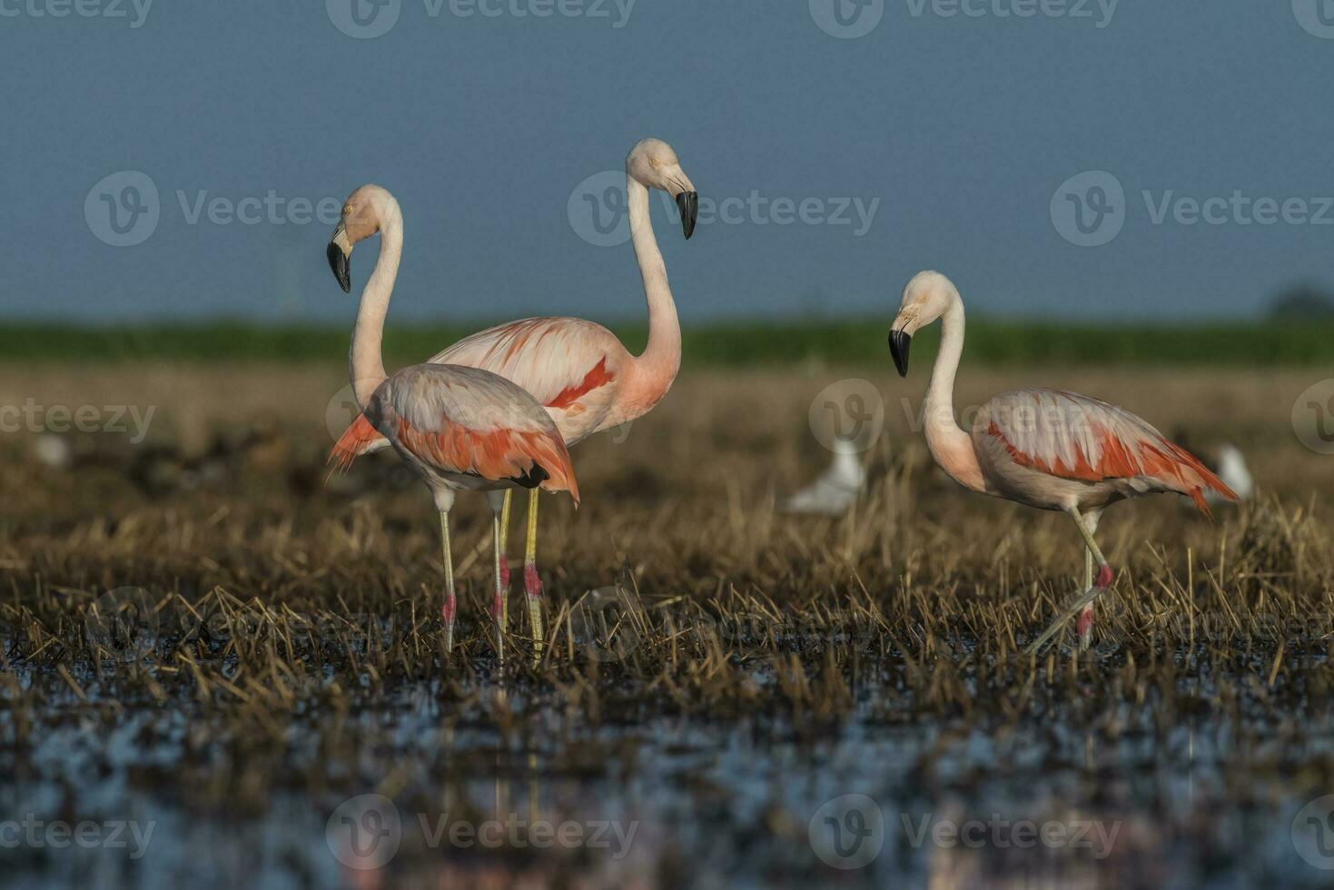 Flamingos in Pampas Lagoon Environment, La Pampa,  Patagonia Argentina photo