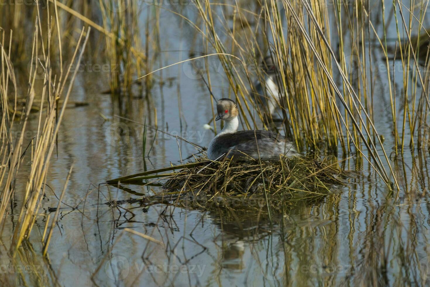 Silvery Grebe  nesting, Patagonia, Argentina photo