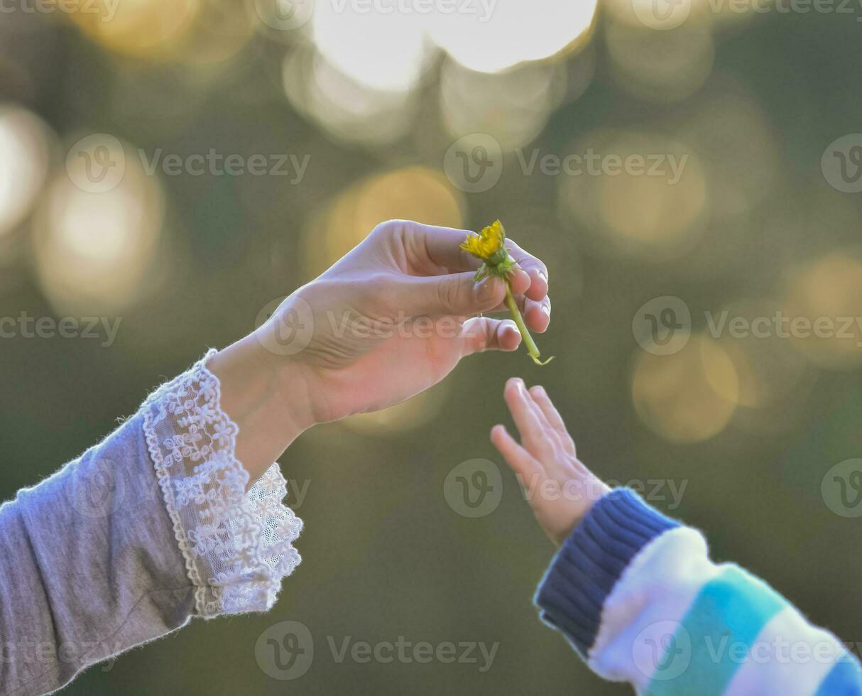 Hand giving a flower, Mother and son photo