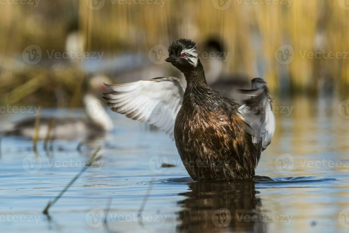 White-tufted Grebe, La Pampa Argentina photo