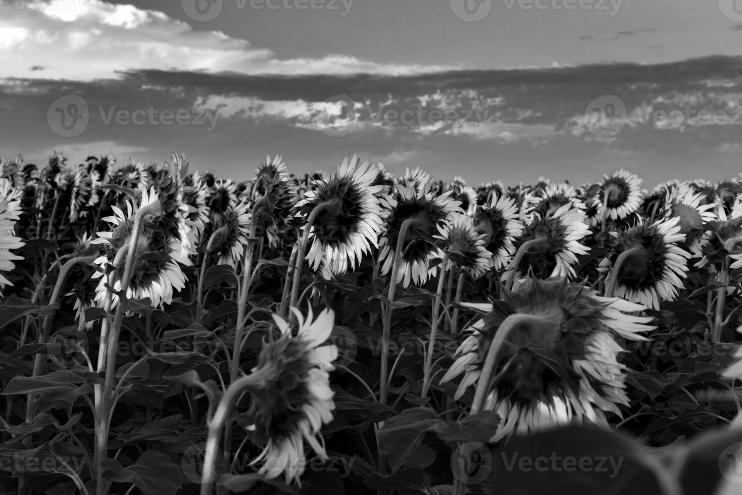 Pampas sunflower landscape , La Pampa Province, Patagonia Argentina photo