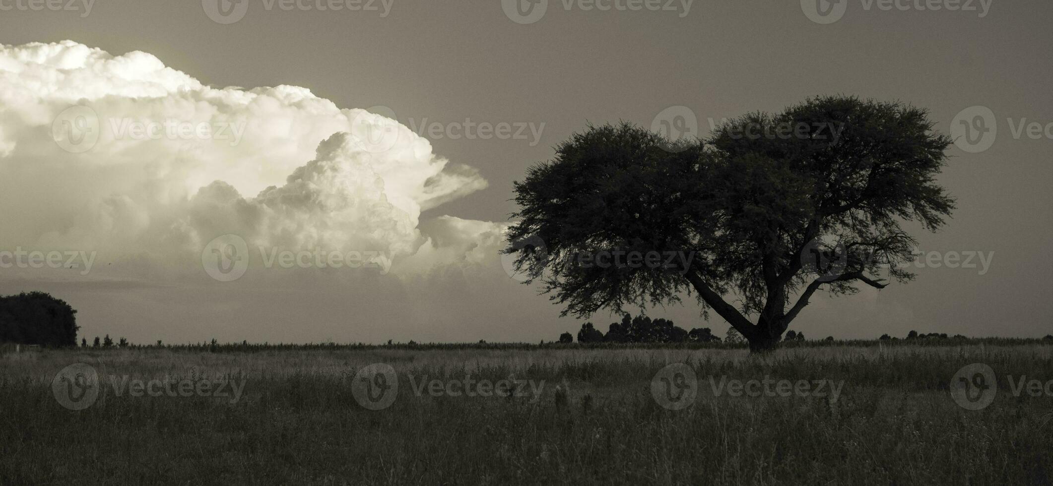 Pampas tree landscape at sunset, La Pampa Province,  Argentina photo