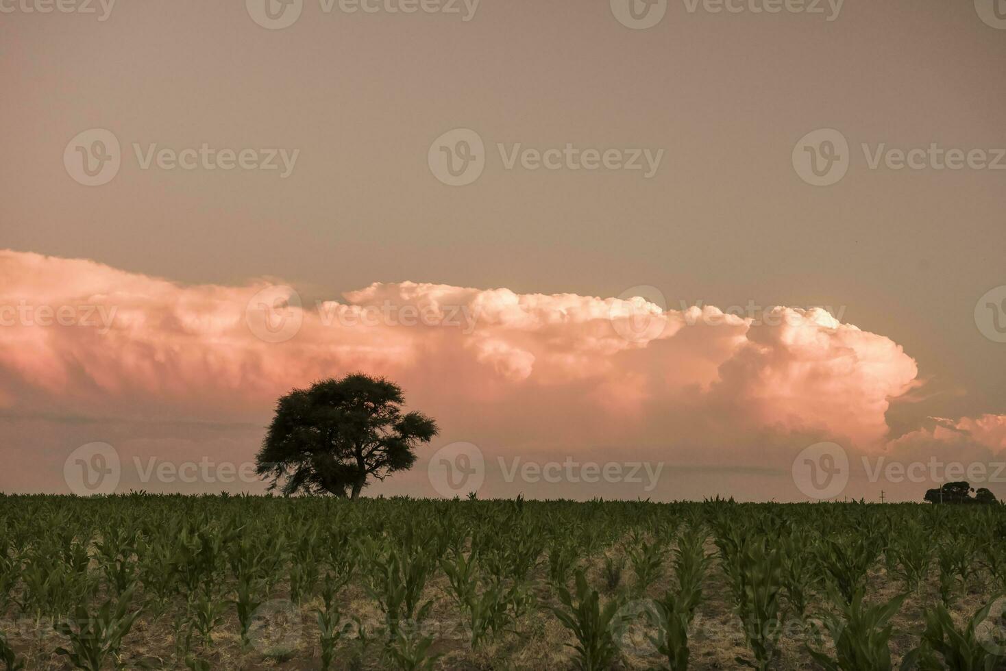 Pampas tree landscape at sunset, La Pampa Province,  Argentina photo