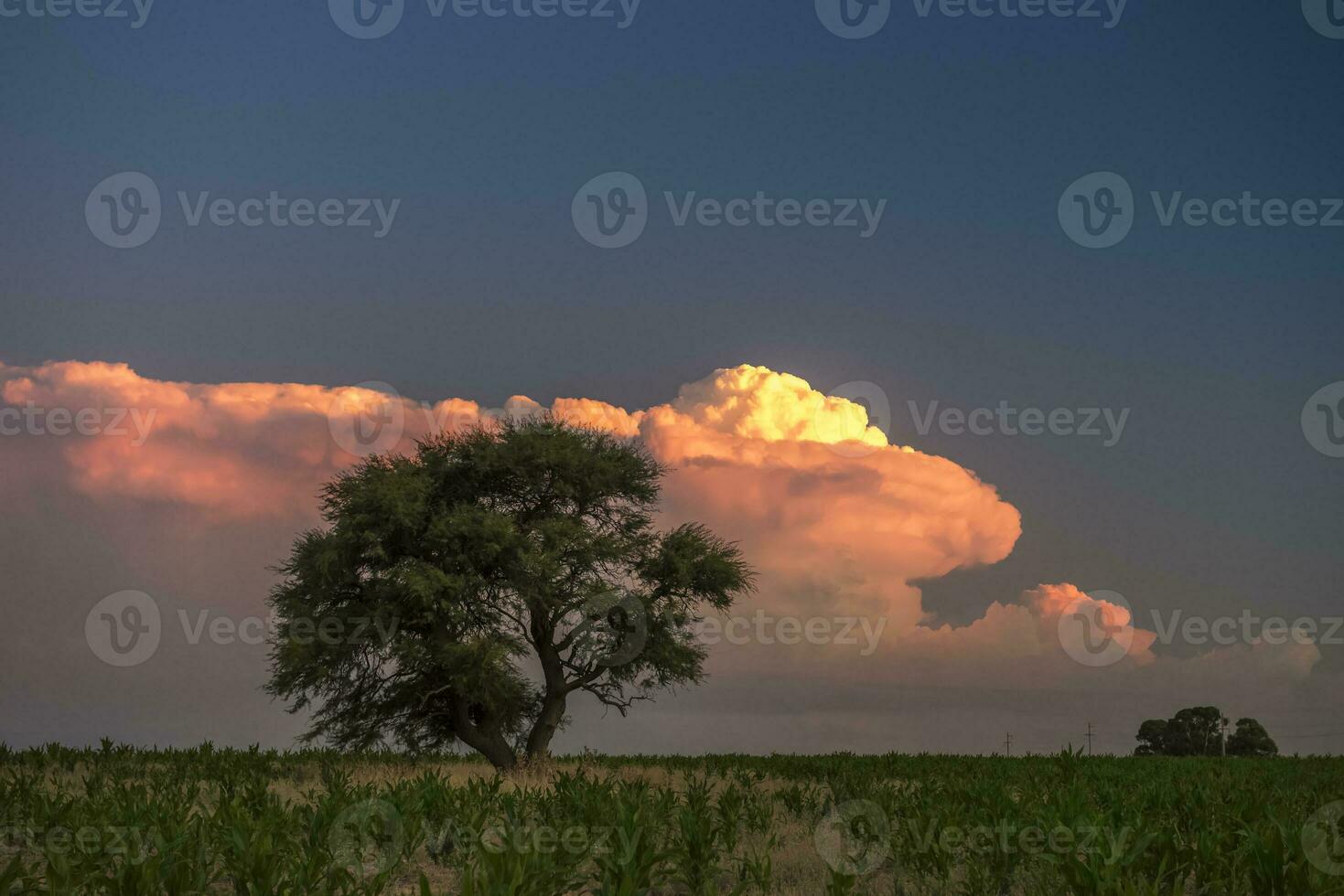 Pampas tree  in rural landscape, La Pampa Province, Patagonia, Argentina. photo