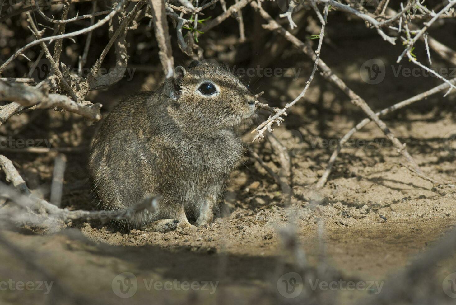 Desert cavi, Peninsula Valdes,  Patagonia, Argentina photo