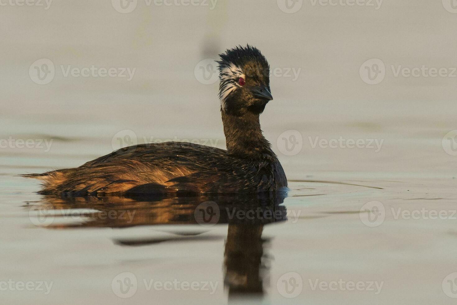 White tufted Grebe, La Pampa Province, Patagonia, Argentina photo