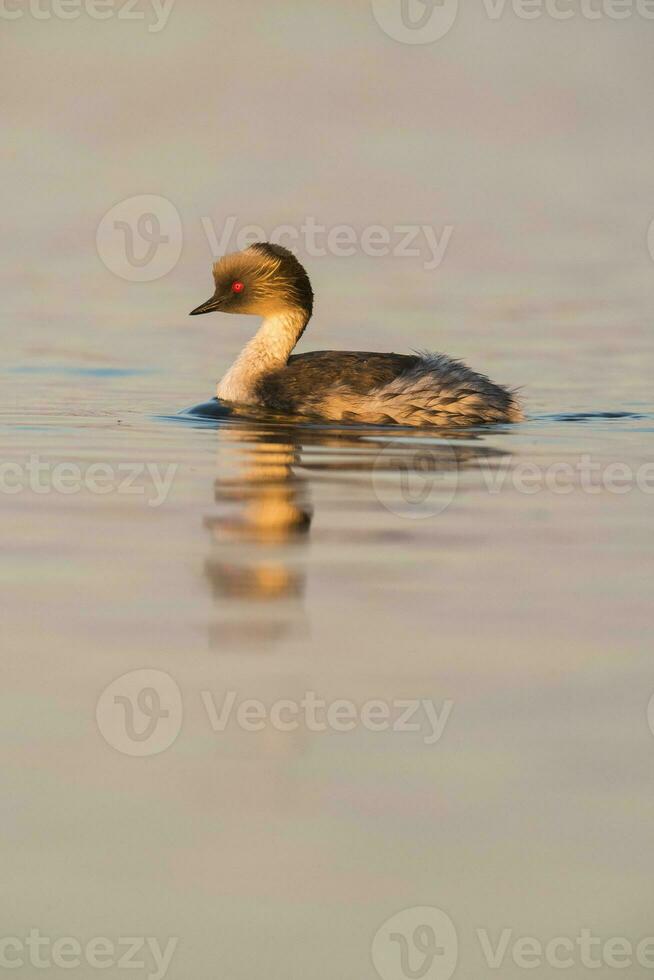 Silvery Grebe in Pampas lagoo environment, Patagonia, Argentina photo