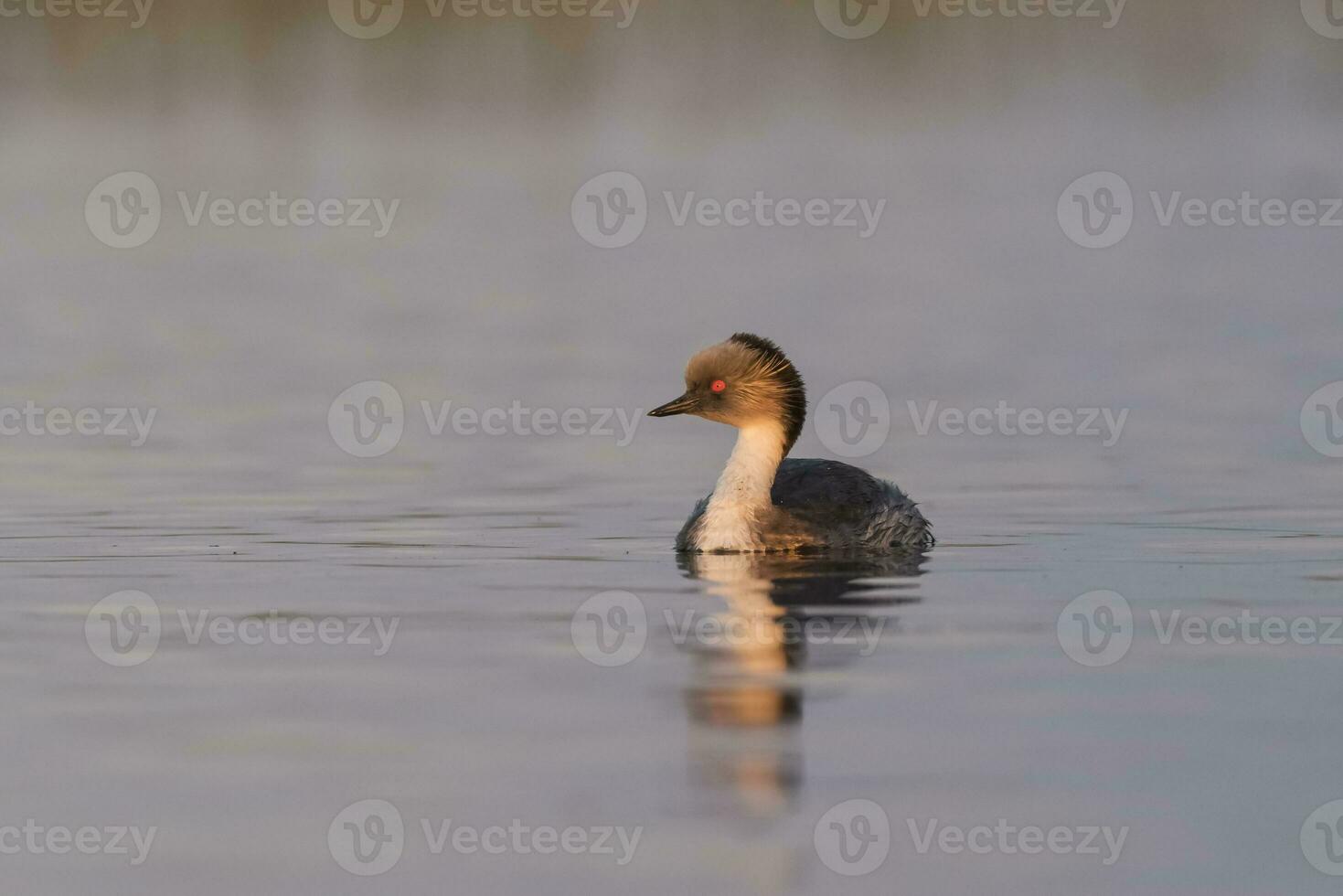 Silvery Grebe in Pampas lagoo environment, Patagonia, Argentina photo