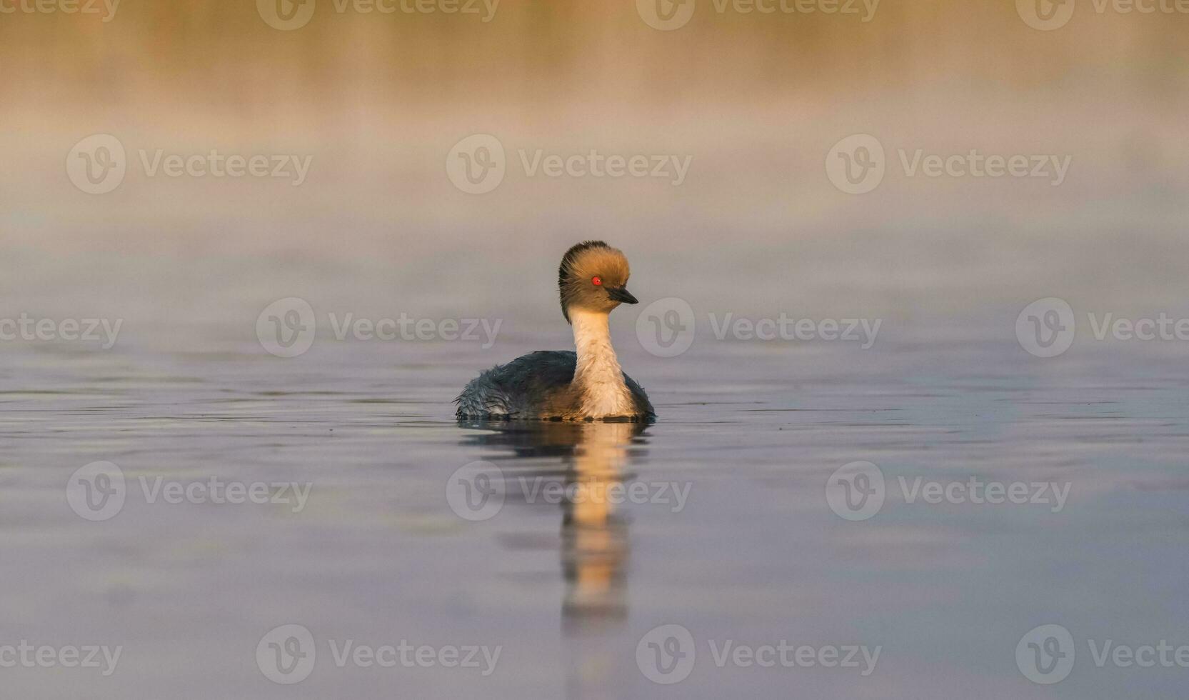 Silvery Grebe in Pampas lagoo environment, Patagonia, Argentina photo